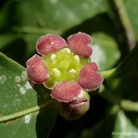 Euonymus walkeri Wight